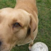 T-Hund