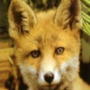 fox747