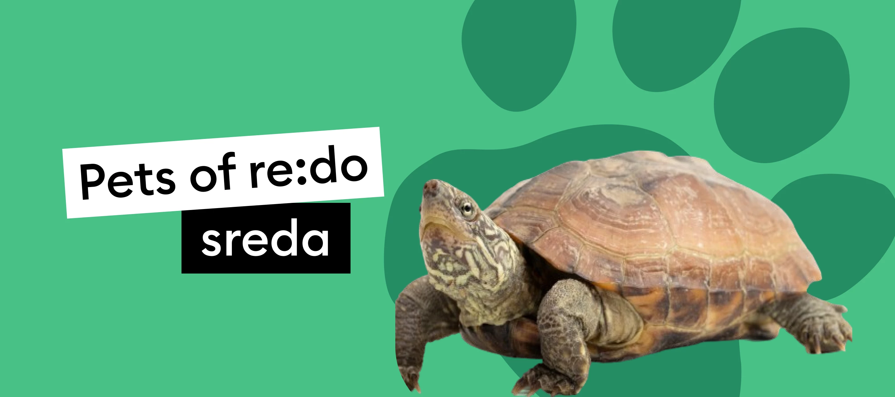 Pets of re:do | Spoznaj Michelangela, Donatella, Raphaela, Leonarda in Ferda 🐢