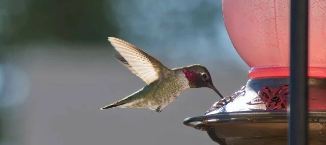 TOP 5: Kaj je novega? ⌚📱🕊️  Pametne ure, iOS 26 in celo kolibriji v mestu!