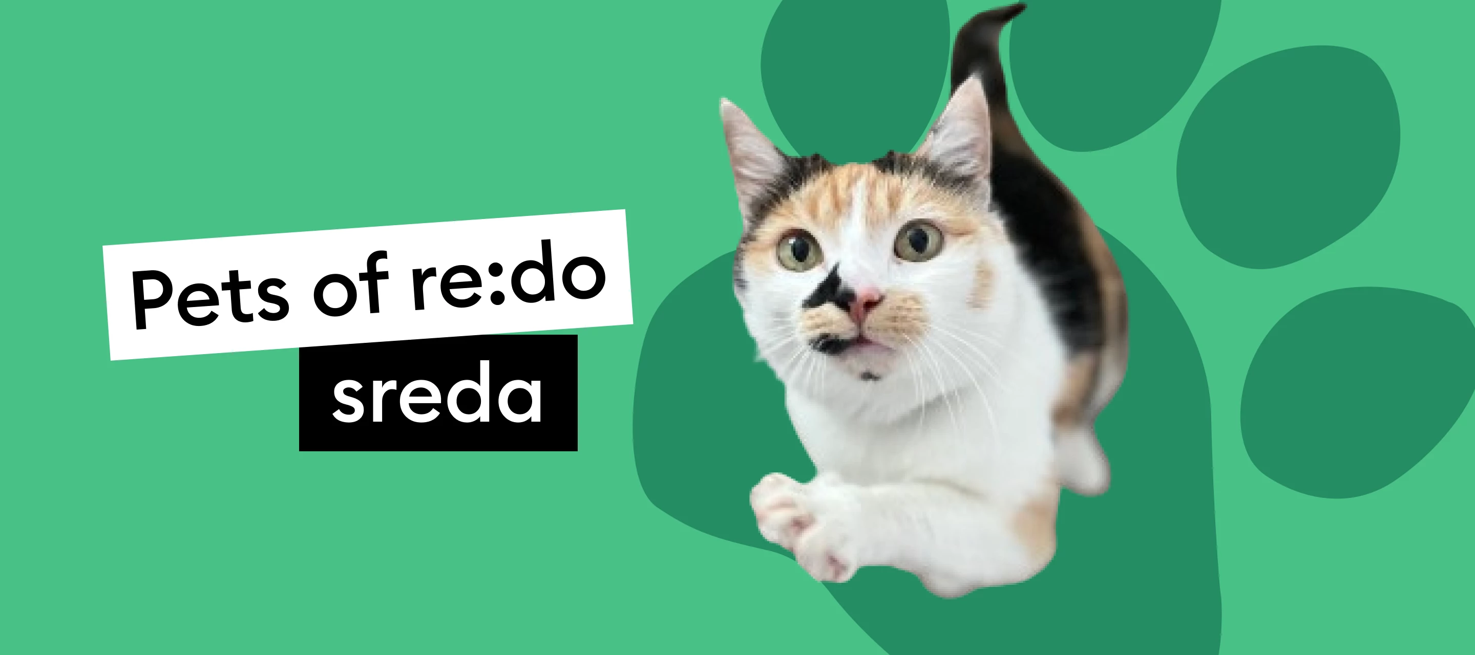 Pets of re:do | Spoznaj Liso