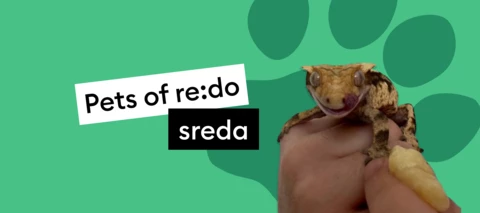 Pets of re:do | Spoznaj Dinota
