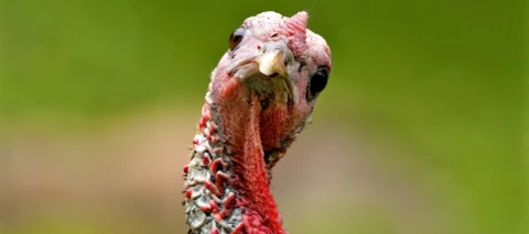 Lov na Purana 🦃
