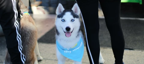 App van de week: Dogo