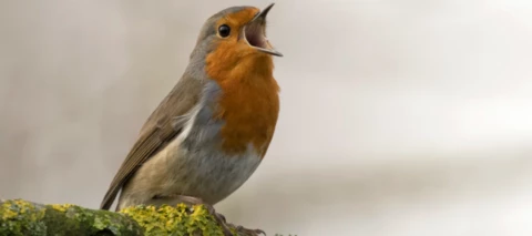 App van de week: BirdNET