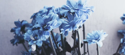 App van de maand: PlantSnap