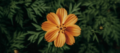 App van Oktober: Lightroom video & fotobewerken