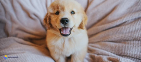 Community pets: show us a pic of your furry friend