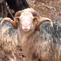 Orlando Cabelos y barba