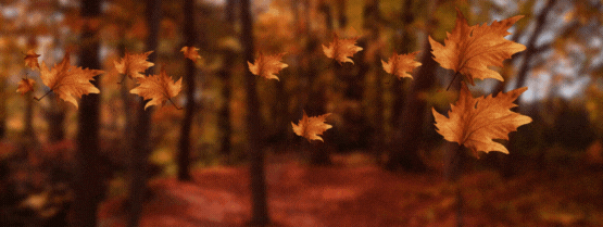 Outono é sempre igual?