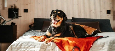 Musti Active -keskustelualueen pelisäännöt🐾