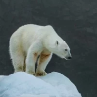 Kubi