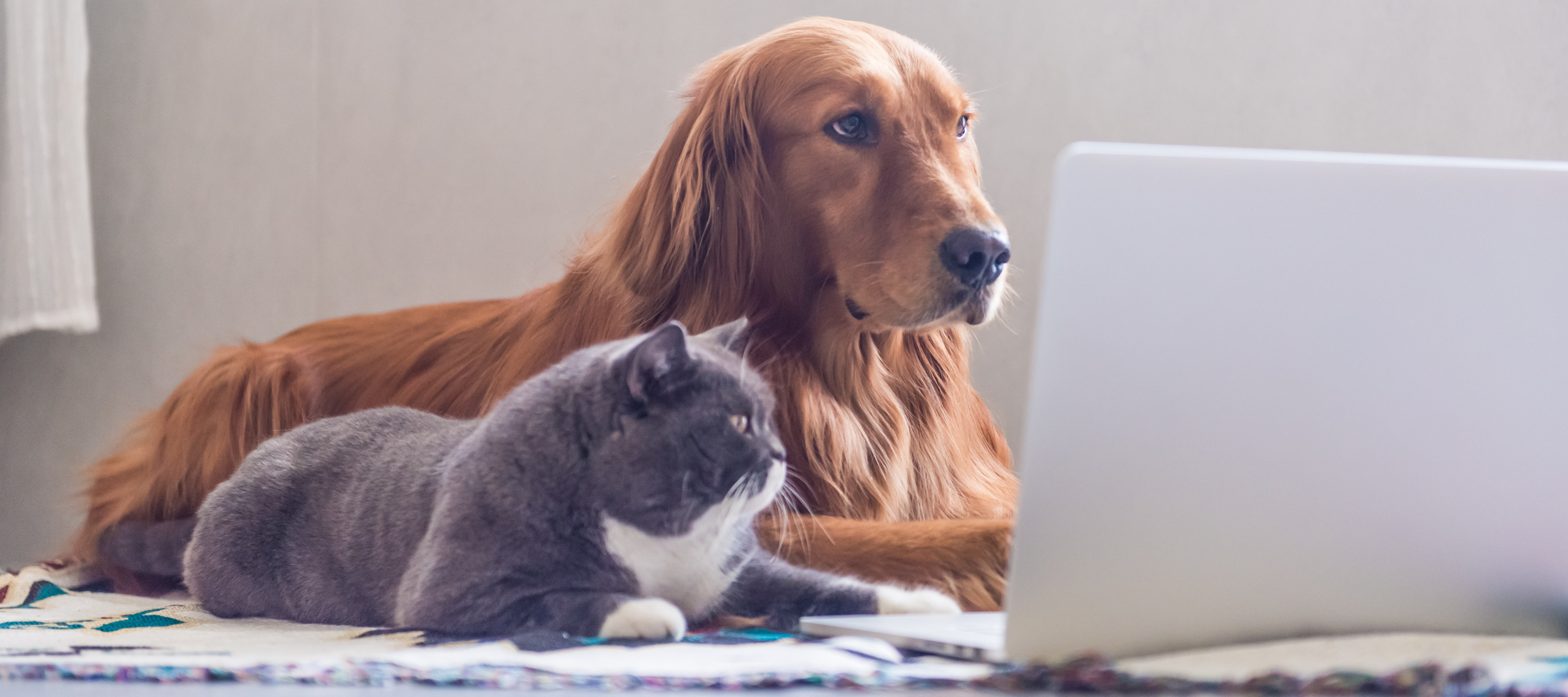 Top apps for looking after pets
