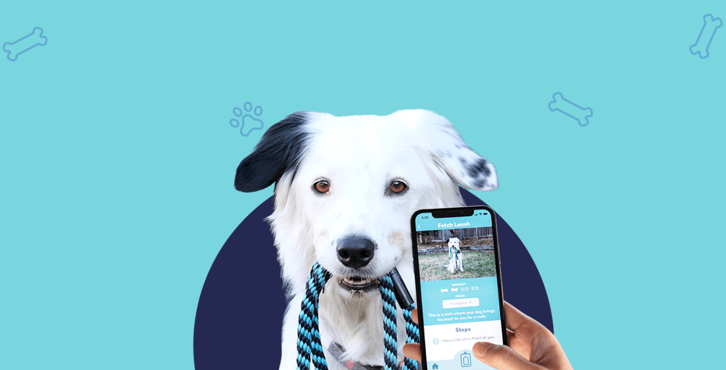 Top apps for looking after pets | Join the discussion, ask questions, share  advice.
