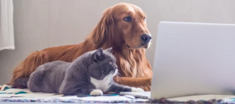 Top apps for looking after pets.