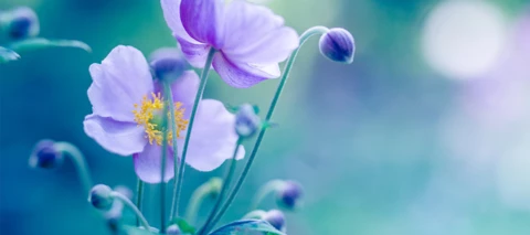 How to nail the blurred background aesthetic with your phone.