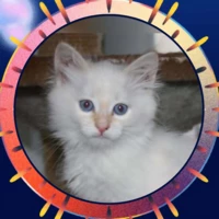 KitCat