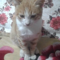 Mostafa