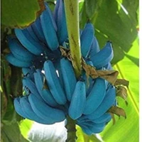 Blauwe Banaan