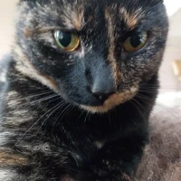 Anonymous1233456677i899