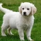 GoldenRetrieverGuy1.3