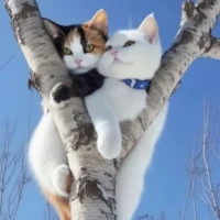 kittenlover 14
