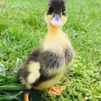 Ducklover27