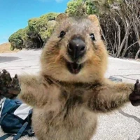 Quokka