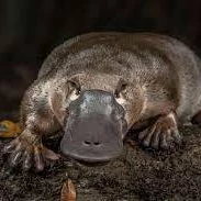 LucaPlatypus