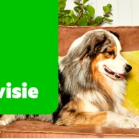 PROBLEMEN MET OPNAMES ZO LOS JE HET OP visual data 8