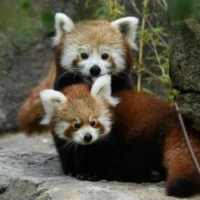 Redje-Panda