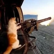WeaponizedCat