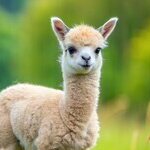 Alpacac