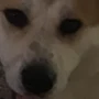 Tanoshii