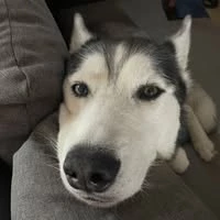 vitopu