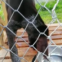 The Blackwood project