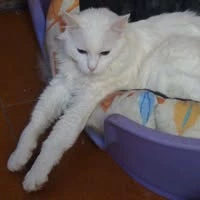 hifzah