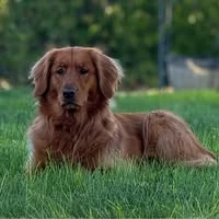 Homestead Life Goods