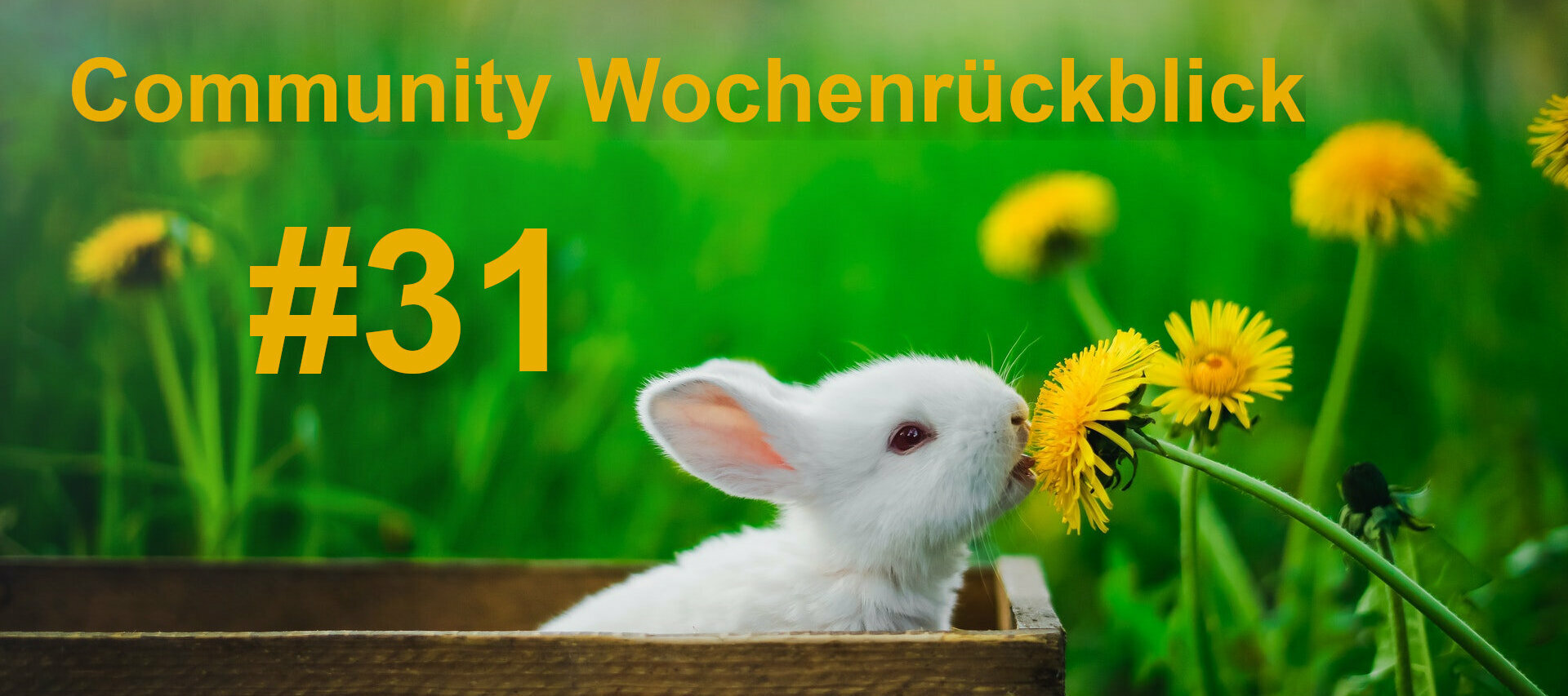 Community Wochenrückblick #31