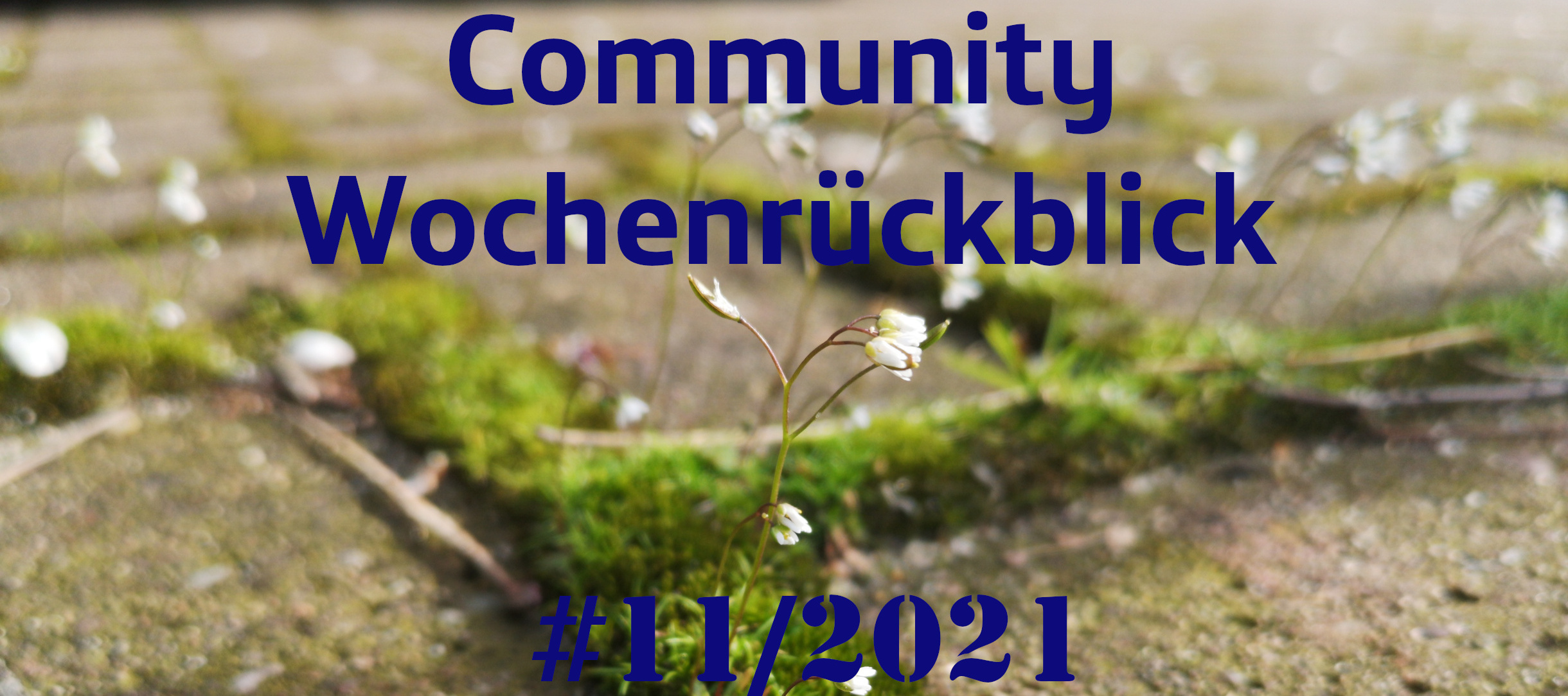 Community Wochenrückblick #11/2021