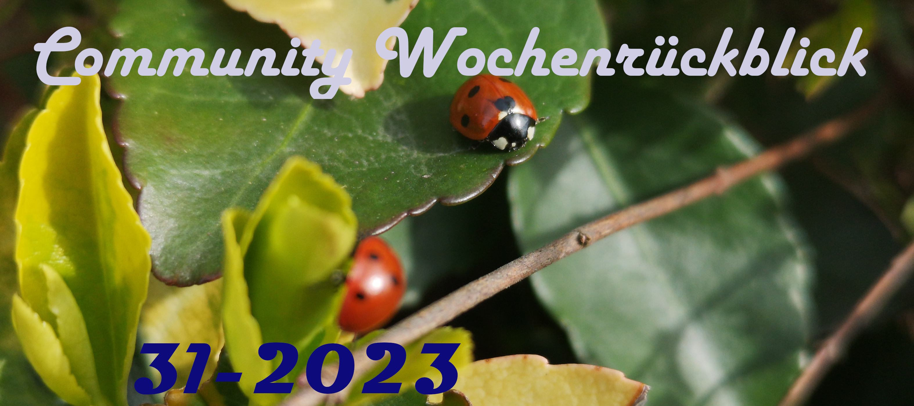 Community Wochenrückblick #31 2021