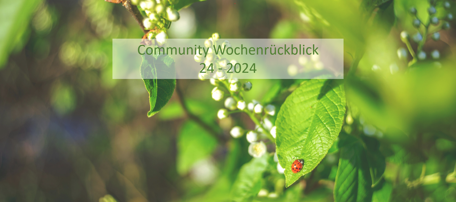 Community Wochenrückblick 2024 #24 - Der Sommeranfang steht vor der Tür 🐞☀️