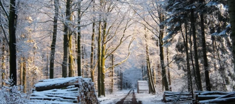 Community-Weihnachtszeit Tag 5