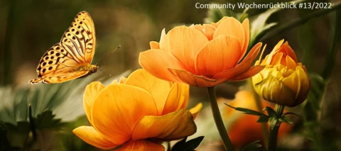 Community Wochenrückblick #13/2022