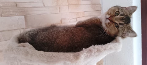 ZTE Blade V50S Testbericht - tolles Preisleistungsverhältnis mit ungewissen Updates