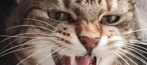 Samsung Galaxy A54 5g