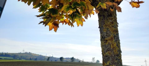 Spontane Foto Session mit dem OnePlus 7 Pro, viel Spaß... comment please ;)