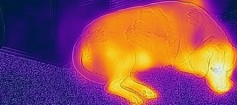 Caterpillar S61 spart viel Geld