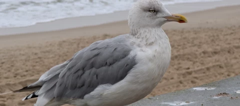 Testbericht des Duos Pixel 9 Pro und Pixel Watch 3