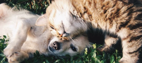 Lustige Tiergeschichten